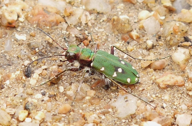 Cicindele di Gallura
